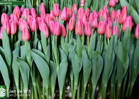 Tulipa Ace Pink (1)